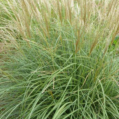 Eulalie Arabesque Roseau de Chine - Willemse