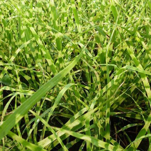 Eulalie Gold Bar Roseau de Chine - Willemse