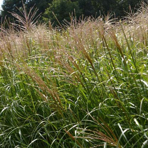 Eulalie Krater Roseau de Chine - Willemse