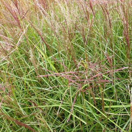 Eulalie Nippon Roseau de Chine - Willemse