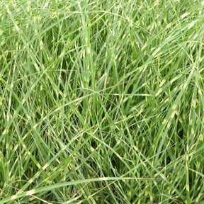 Eulalie Strictus Dwarf Roseau de Chine nain - Willemse