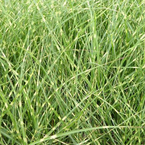 Eulalie Strictus Dwarf Roseau de Chine nain - Miscanthus sinensis strictus compactus  strictus dwarf - Willemse