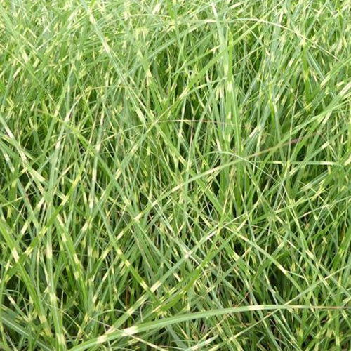 Eulalie Strictus Dwarf Roseau de Chine nain - Miscanthus sinensis strictus compactus  strictus dwarf - Willemse