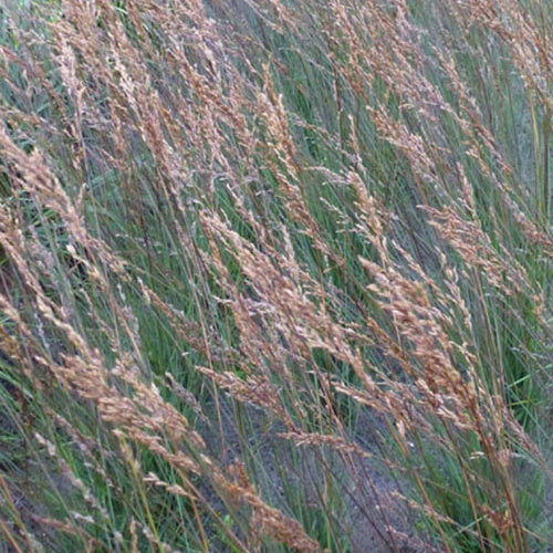 Molinie bleue Edith Dudszus - Willemse