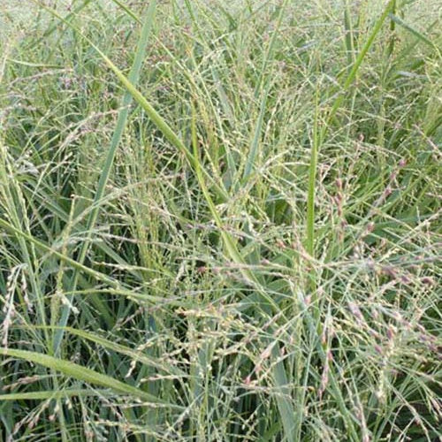 Panic érigé Heavy Métal - Willemse