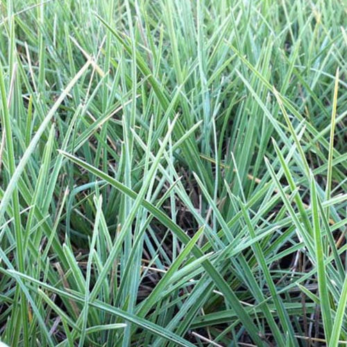 Seslérie nitida - Willemse