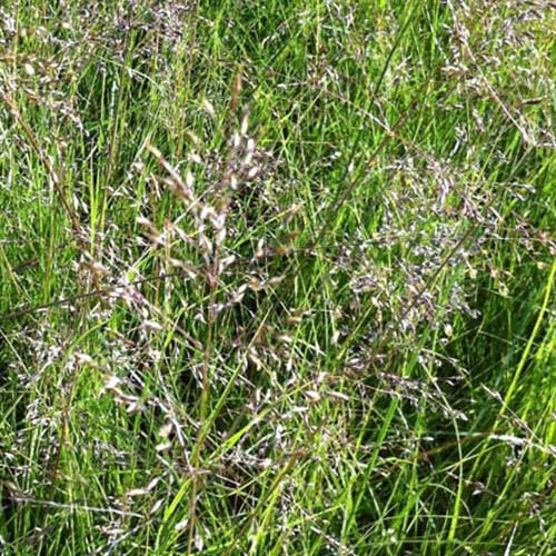 Sporobole parfumé Wisconsin Strain - Willemse