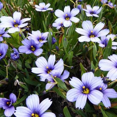 Bermudienne Devon Skies - Willemse