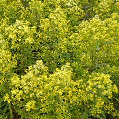 3 Asters jaune Lemore Asters hybride Lemore - Willemse
