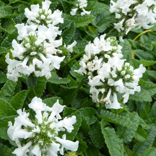 Bétoine officinale Alba - Willemse