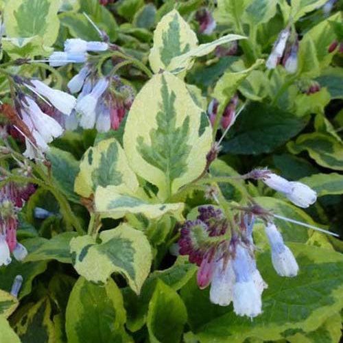 Consoude à grandes fleurs Goldsmith - Willemse