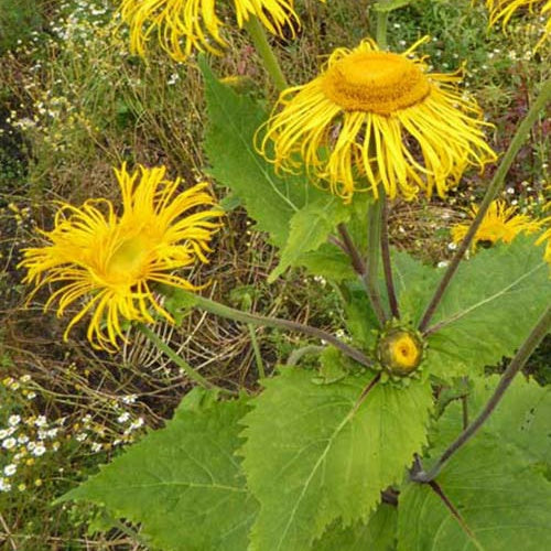 3 Télékias - Willemse