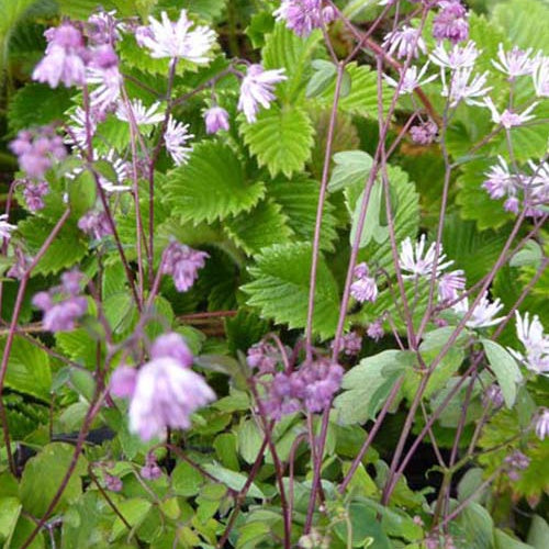 Thalictrum kiusianum Pigamon nain - Willemse