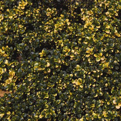 3 Thyms Doone Valley - Willemse