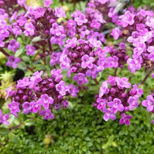 3 Thyms Elfin - Willemse