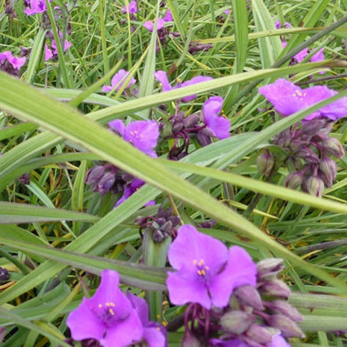 Ephémère de Virginie Concord Grape - Willemse