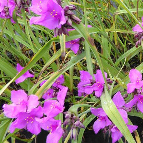 Ephémère de Virginie Red Grape - Willemse
