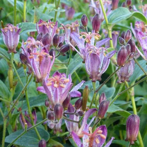 Lys des crapauds Taiwan Adbane Lis-orchidée - Willemse