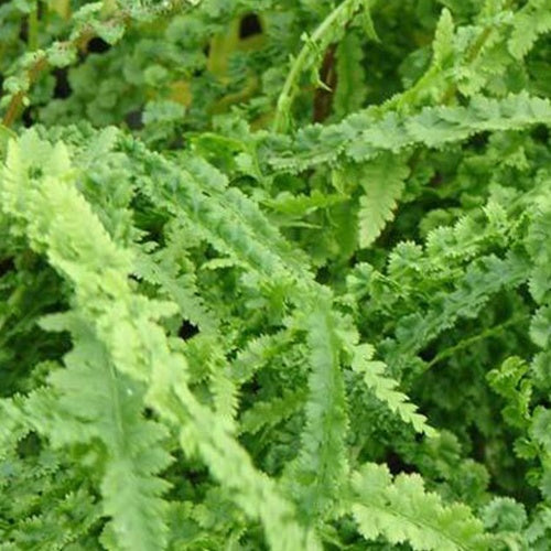 Fougère femelle Frizelliae - Willemse