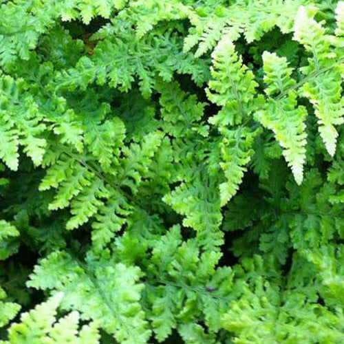 Fougère dilatée Whiteside - Willemse