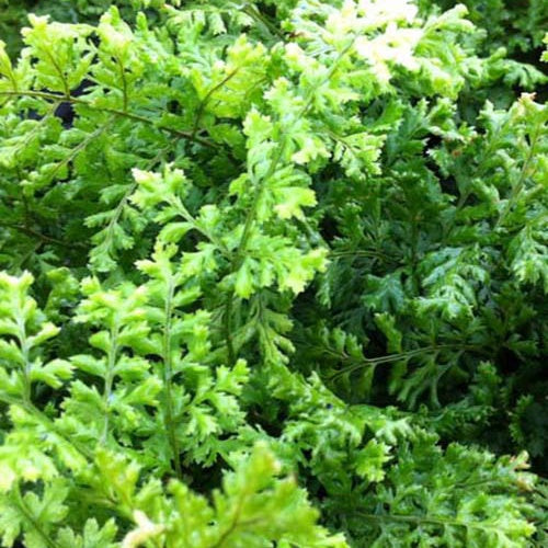 Fougère dilatée Lepidota Cristata Dryoptéris étalé Lepidota Cristata - Willemse