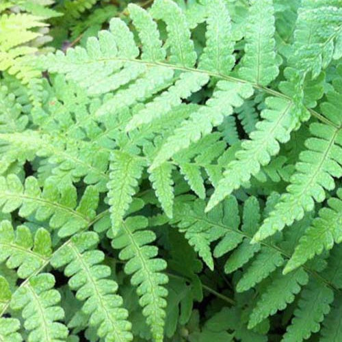 Dryopteris marginalis - Willemse