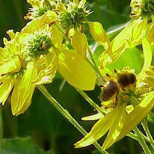 Verbesina alternifolia - Willemse