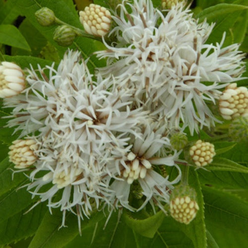 Vernonia blanc Alba - Willemse