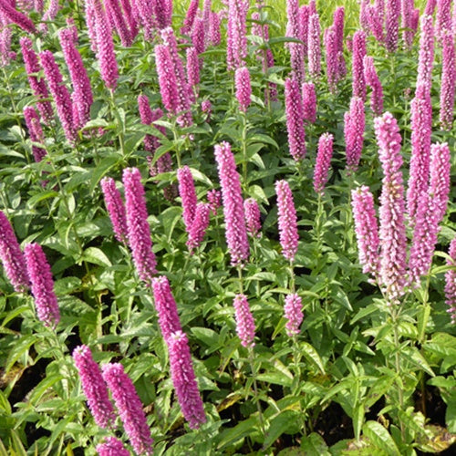 Véronique First Kiss - Willemse