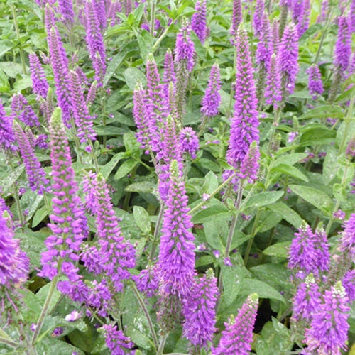 Véronique First Match - Willemse