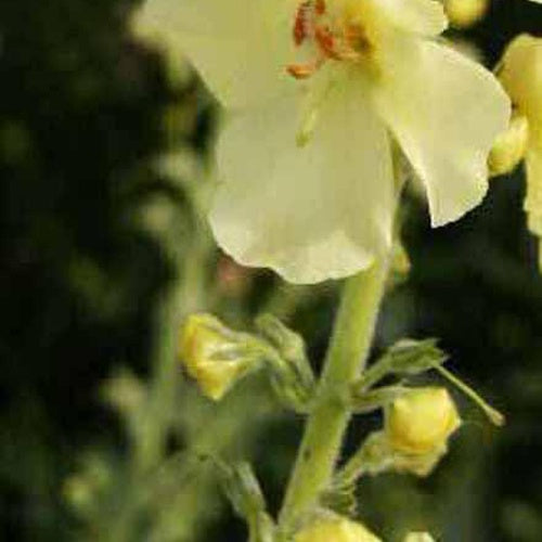 Molène Gainsborough - Willemse