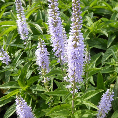 Véronique à longues feuilles Zoé - Willemse