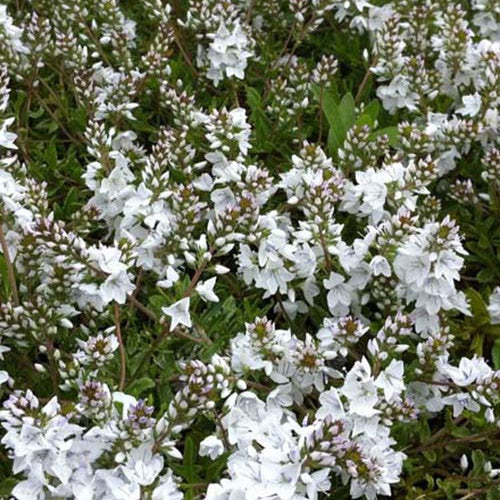 3 Véroniques prostrée Alba - Willemse