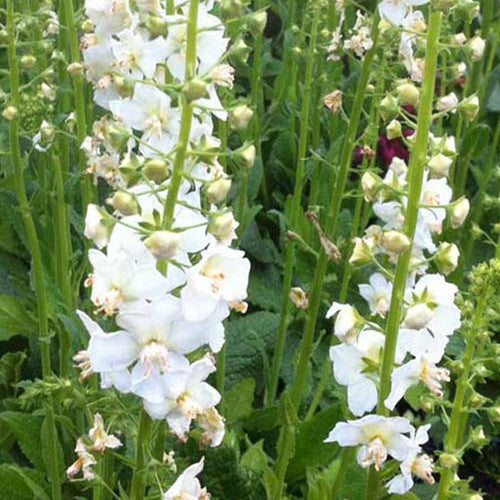 3 Molènes de Phénicie Flush of White - Willemse