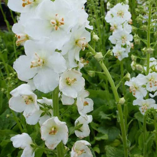 3 Molènes de Phénicie Flush of White - Verbascum phoeniceum flush of white - Willemse