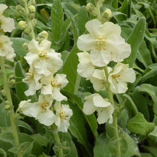 Molène Spica - Willemse