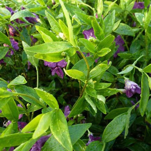 3 Petites pervenches Multiplex - Willemse