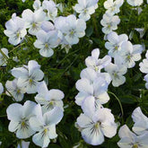 Violette cornue Icy but Spicy - Willemse