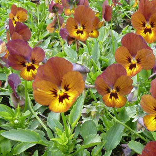 3 Violas cornuta Irish Molly Pensée à cornes - Willemse