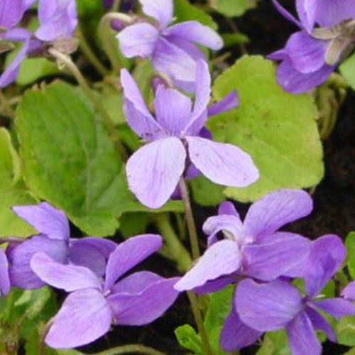 3 Violettes odorante Vanilla - Willemse