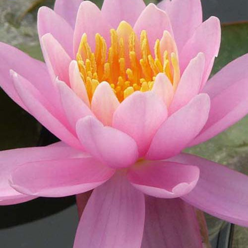 Nénuphar Firecrest - Willemse