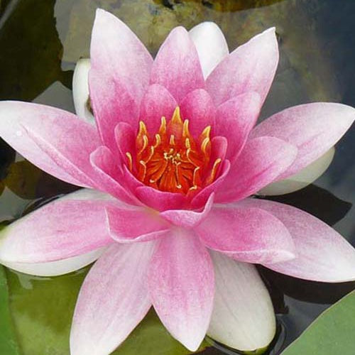 Nénuphar Masaniello - Willemse