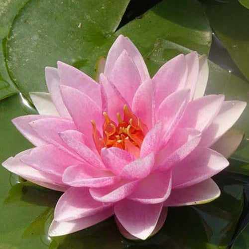 Nénuphar Mme Wilfron Gonnère - Willemse