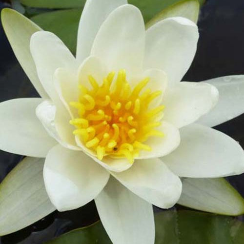 Nénuphar Richardsonii - Willemse