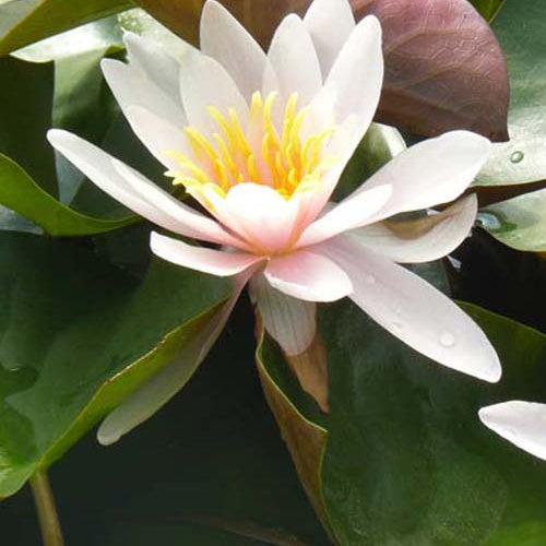 Nénuphar Rosennymphe - Willemse