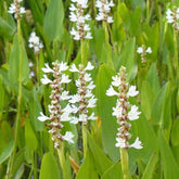 Pontédérie à feuilles en cœur White Pike - Willemse