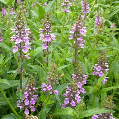 Epiaire des marais - Willemse