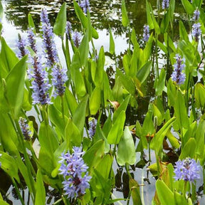 Pontederia cordata - Pontédérie à feuilles en coeur - Pontédérie