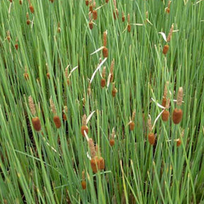 Typha minima - Massette naine - Plantes de berges