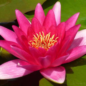Nénuphar Escarboucle